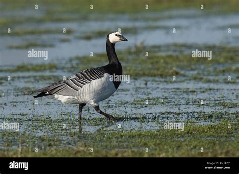 Barnacle Goose in Wetland Habitat Stock Photo - Alamy