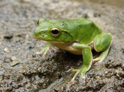 Green Frog Pictures Wallpaper 1600x1200 6522