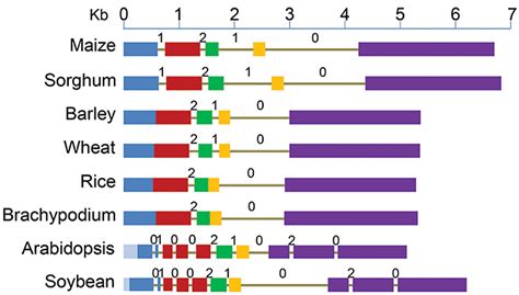 Structure Of Abcb1 Genes Starting From Translation Start To Stop Sites Download Scientific