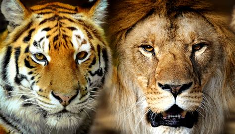 Quem É O Maior O Tigre Ou O Leão - Leão vs Tigre: Diferenças e Semelhanças Entre eles | Mundo Ecologia