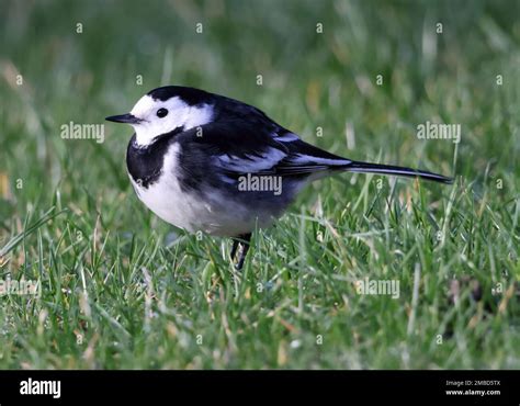 A Beautiful Pied Wagtail Motacilla Alba On A Garden Lawn In The