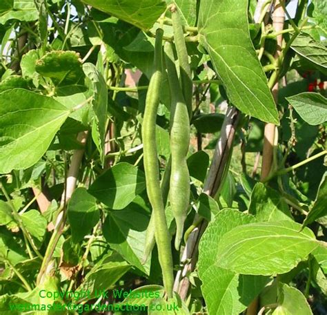 How To Grow Your Runner Beans Advice And Pictures