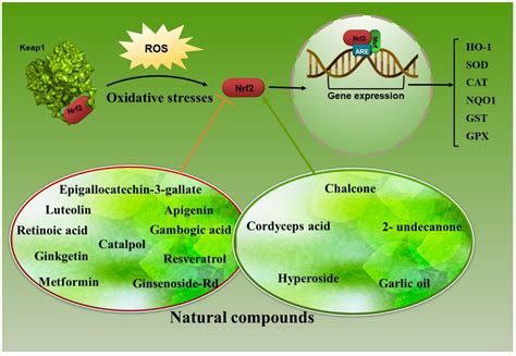 Modulation of Nrf2/HO-1 by Natural Compounds in Lung Cancer 