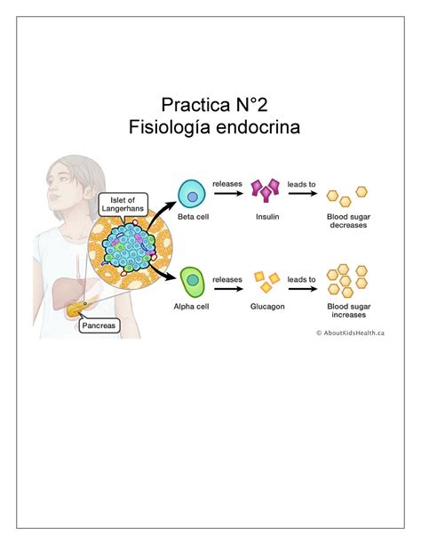 Practica N Fisiologia Endocrina Practica N Fisiolog A Endocrina