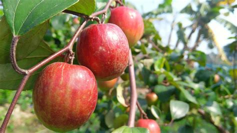 Cloud Farm Red Kashmiri Sinduri Apple Ber Plant Hybrid And Grafted Live