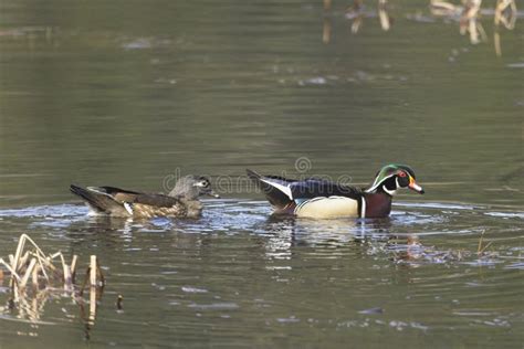 Male and female wood duck stock photo. Image of nature - 246332106