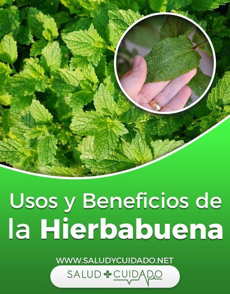 8 Propiedades Medicinales De La Hierbabuena Para La Salud Te De