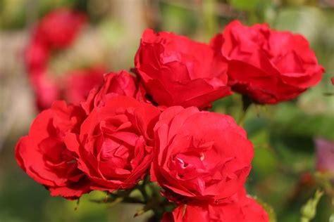 Обзор Canon EOS 650D