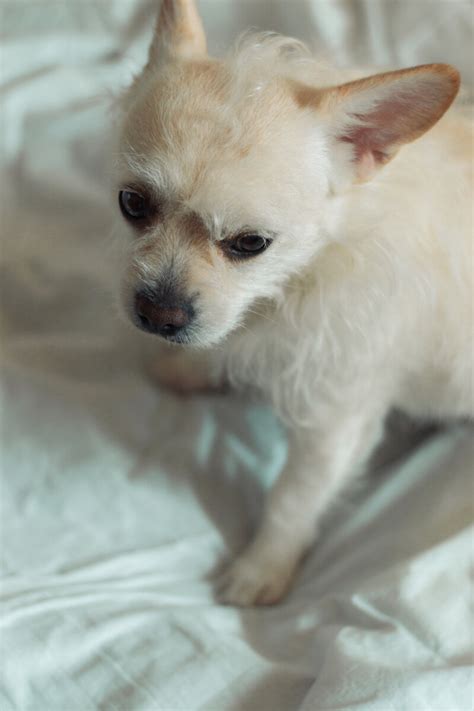 Что будет, если постричь собаку человеческой машинкой для стрижки | VV ...