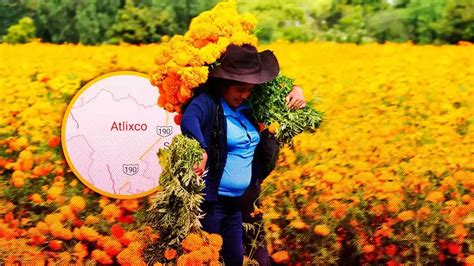 Productores Esperan Derrama Por Venta De Flor De Cempasúchil