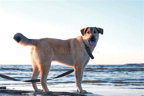 Funny Puppy Golden Retriever Stock Image - Image of close, looking ...