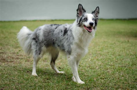 dog breeds  blue eyes