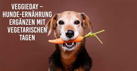 So Lernt Dein Hund Allein Zu Bleiben Tipps Bei Trennungsangst