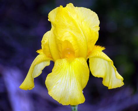 Yellow Iris Free Stock Photo - Public Domain Pictures