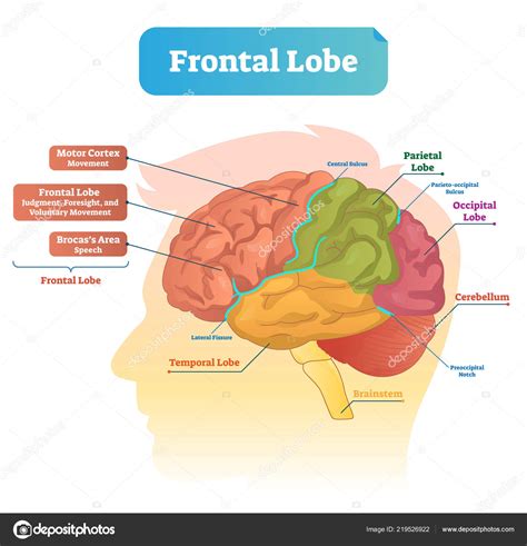 Lobes Of The Brain Diagram