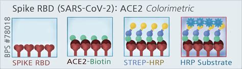 Spike S Rbd Sars Cov Ace Inhibitor Screening Colorimetric Assay Kit