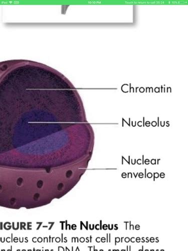 The Nucleus Flashcards Quizlet