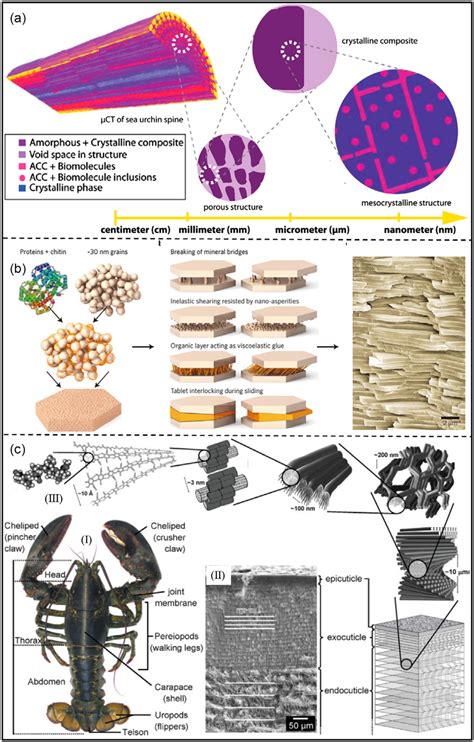 Representative examples of calcium carbonate-based minerals with ...