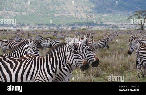 Zebra stampede Stock Videos & Footage - HD and 4K Video Clips - Alamy