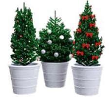 Купити живу новорічну хвою в Одесі, Києві, Україні — Agro-Market