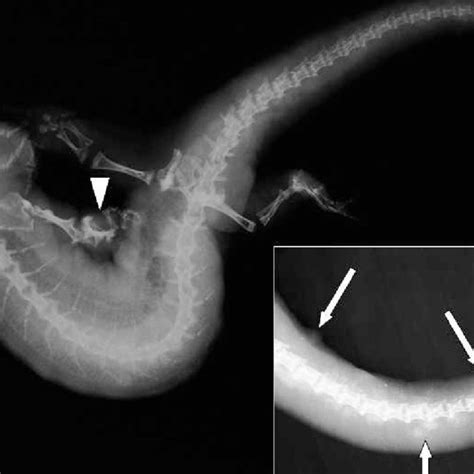 Tiger Salamander With Scoliosis And Multiple Nodules In The Skin