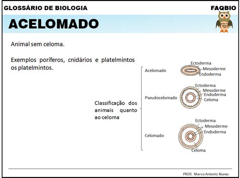 FAQBIO Apoio ao Estudo de Biologia Glossário de Biologia Acelomado