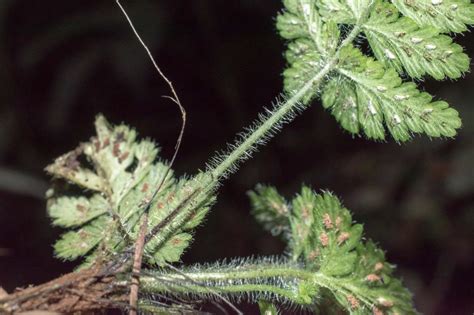 Asplenium leucothrix (Aspleniaceae) image 48618 at PlantSystematics.org 