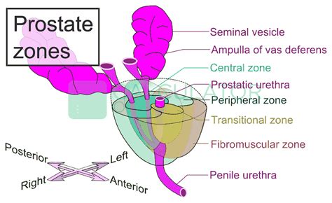 Prostate Volume Calculator - How to Measure Prostate Size