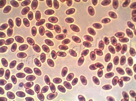 OMAX MicroscopeNet: Phase Contrast Microscopy