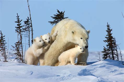 El Deshielo Del Oso Polar CÓmo Ayudar A Los Osos Polares Especie En Peligro De ExtinciÓn