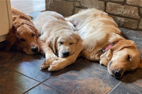 Timber Goldens Golden Retriever Puppies For Sale In Ellettsville In