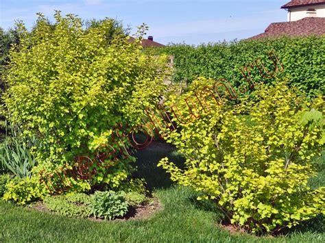 Пузыреплодник (спирея калинолистная) | Посадка и уход за пузыреплодником