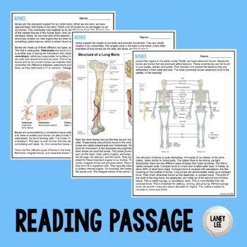 Skeletal System Reading Comprehension Worksheets Laney Lee