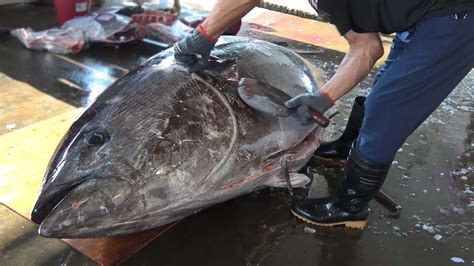 The Sharpest Knife Meets 350 Kg Giant Bluefin Tuna Unbelievable