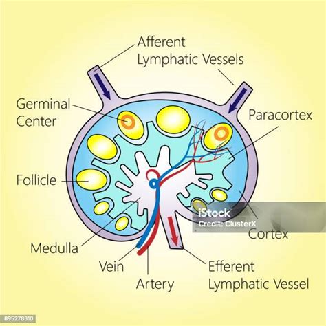 Struktur Kelenjar Getah Bening Ilustrasi Stok Unduh Gambar Sekarang