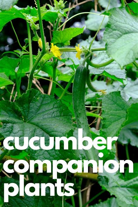 Cucumber Companion Plants · Nourish and Nestle