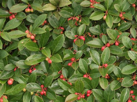 20 Deer-Resistant Groundcovers for Sun and Shade