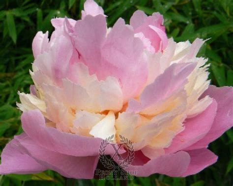 Peony Sorbet At Peony Nursery