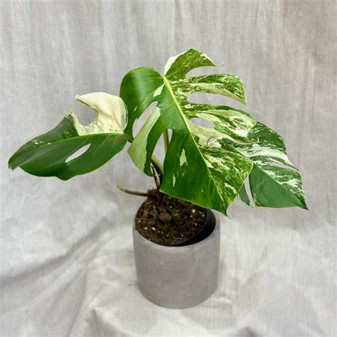 Monstera Deliciosa Albo Variegata Cm Obchod Plantizia Sk