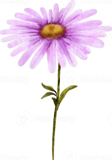 Watercolor Aster Flower 16537687 Png