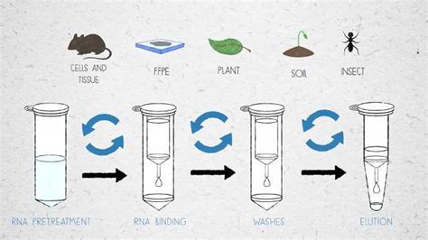 Reverse Transcription Education Thermo Fisher Scientific De