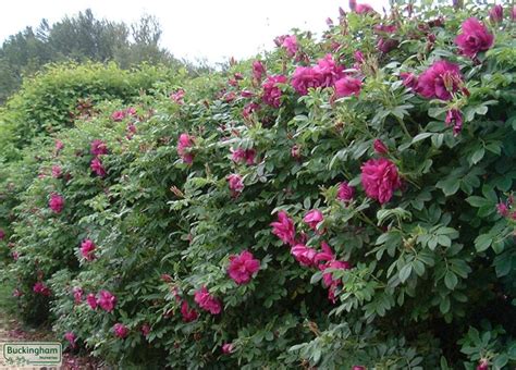 Rose Roseraie De L Hay Rosa Rugosa Roseraie De L Hay Roses Roses