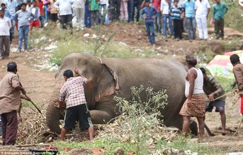 Thousands Flee As Circus Elephant Runs Amok In India Daily Mail Online