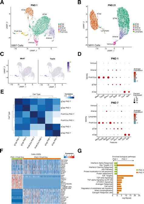 Modulation Of Recovery From Neonatal Hyperoxic Lung Injury By Sex As A