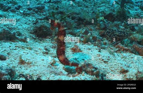 Seahorse hippocampus spec Stock Videos & Footage - HD and 4K Video Clips - Alamy