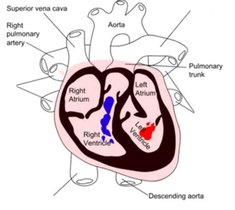 Heart Dissection Activities Teachkind