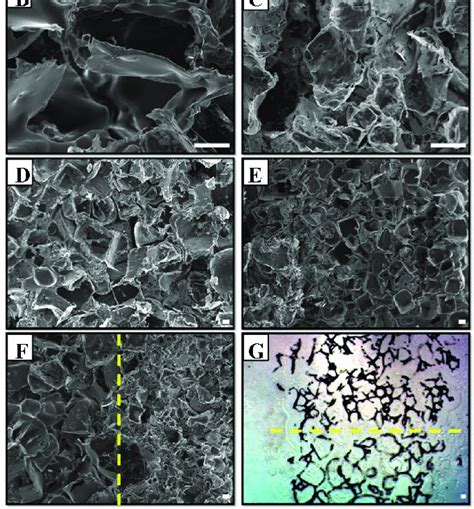 Sem Images Of Bilayered Porous Poly Lactic Co Glycolic Acid Plga