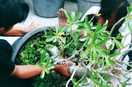 Tips Sederhana Dalam Memilih Bakalan Untuk Membuat Adenium Gaya Bonsai