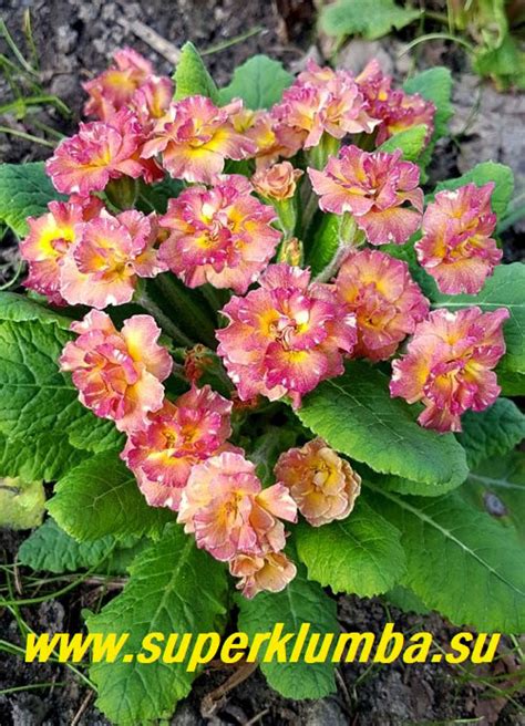 примулы махровые | Зеленая дача