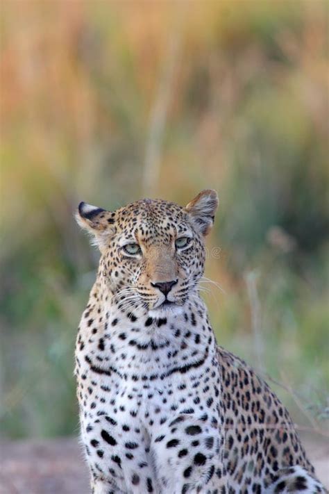 African Leopard Snarling South Africa Stock Photo Image Of Leopard